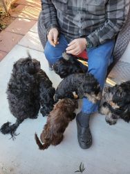 Cockapoo Puppies For Sale Now
