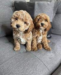 Adorable Cockapoo Pups
