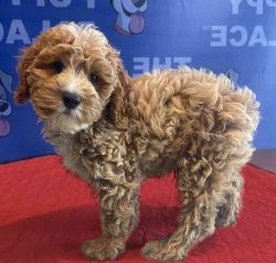 Available Lovely Cockapoo Puppies