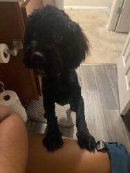 9 month old cockapoo for sale