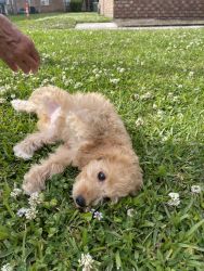 Four Adorable Cockapoo Puppies for Sale