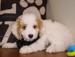 Cute Cockapoo for sell