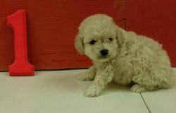 Cockapoo Puppies For Sale!