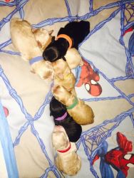 7 adorable Cockapoo Puppies