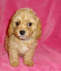 Cockapoo Pups Available For Adoption