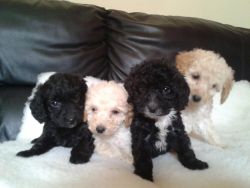 Cockapoo Puppies available