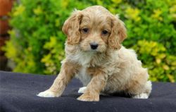 Attractive Cockapoo Puppies with pedigree for free
