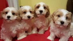 Beautiful Cockapoo Puppies (xxx) xxx-xxx0