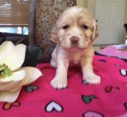 coat sized Cocker Spaniel Puppies for Sale
