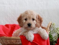 Gorgeous Cockapoo Puppies free for adoption