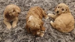 Cockapoo Pups For Sale