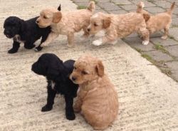Cockapoo Puppies Ready For Sale