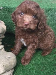 Chocolate Cockapoo Puppies for Sale