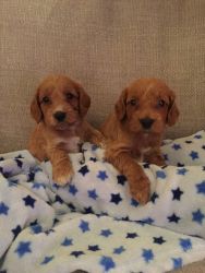Fully Health Tested Cockapoo Pups For Sale