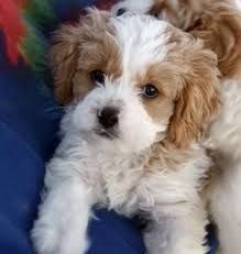 Cockapoo Puppy Available Now For Rehoming