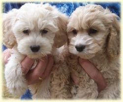 Male And Female Cockapoo Puppies Available Now