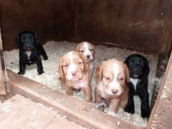Working Cocker Spaniel Pups For Sale