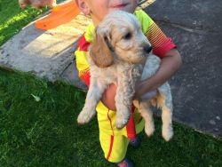 Beautiful F1 Cockapoo Puppies For Sale