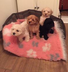 Cockapoo puppies available