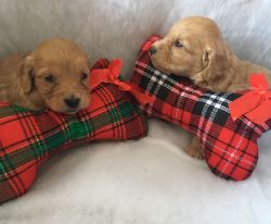 Christmas Cockapoo Puppies