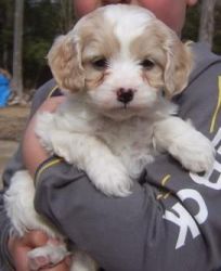 Male and Female cockapoo puppies for sale