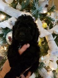Toy Cockapoo Puppies For Sale