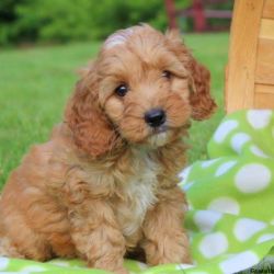 Cockapoo Puppies For Sale