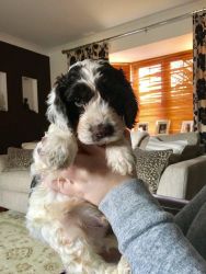 Cockapoo Puppies for sale