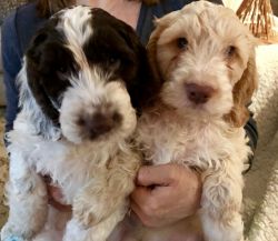 Amazing Cockapoo Puppies for sale