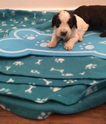 Stunning Cockapoo Puppies Ready for sale