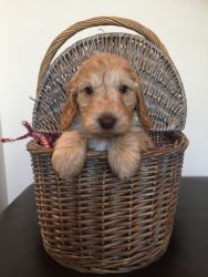 Quality F1 Cockapoo Puppies. Health Tested