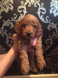 Fox Red Show Type Cockapoo For Sale Pra Clear