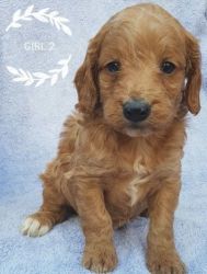 Stunning Cockapoo Puppies For Sale