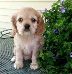 Best Litter of Healthy COCKER SPANIEL Available Now