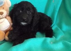 Cockapoo available now for sale