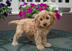 Stunning litter of Cockapoo puppies for sale