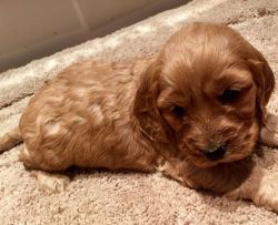 Beautiful Red Cockapoo Puppies For Sale