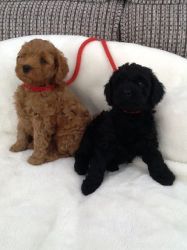 F1b Cockapoo Puppies For Sale