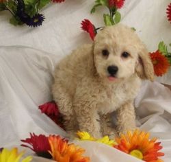 Well Socialized Cockapoo Puppies