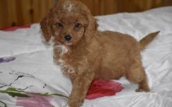 Cockapoo puppies For Sale