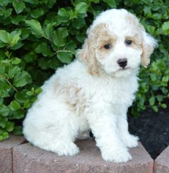 Cockapoo Puppy Ready Now For Adoption