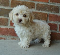 Lovely Cockapoo Puppies
