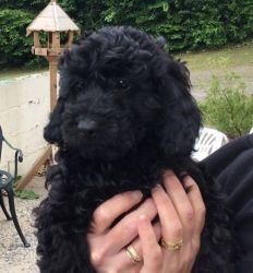 Cockapoo Puppies ready for sale