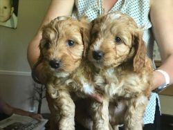 2 Beautiful F1b Pra-clear Cockapoos Available