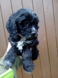 Stunning f1 cockapoo puppy available