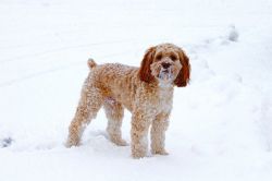 Looking for a Cockapoo