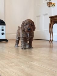Fox Red Pra And Hip Score Clear Cockapoo Puppy
