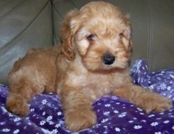 Attractive Cockapoo Puppies with pedigree for adoption