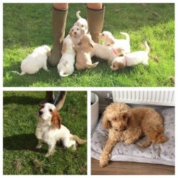 Gorgeous Cockapoo Puppy Only 1 Boy Left