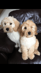 Cockapoo Puppies For Sale In
